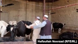 گوشه یی از یک بازار فروش مواشی در نیمروز