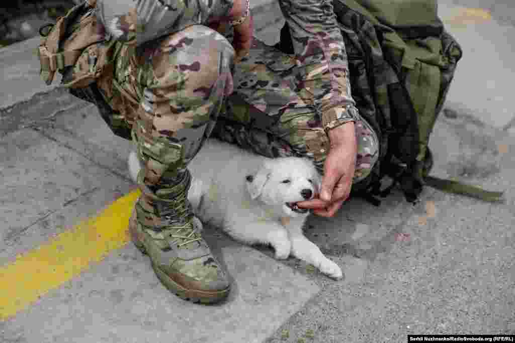 Євген везе додому доньці сюрприз &ndash; цуценя на ім&#39;я Буаярд