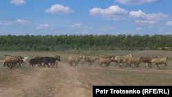 Отара овец перебегает сельскую дорогу. Село Облавка, Западно-Казахстанская область, 4 августа 2023 года