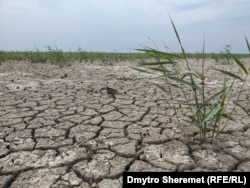 Каховське водосховище висохло і заростає травою, серпень 2023 року