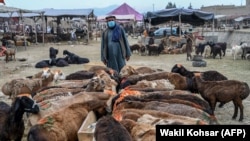 در گزارش‌هایی که خبرنگاران رادیو آزادی در روزهای اخیر تهیه کرده‌اند، بسیاری از شهروندان گفته‌اند که توانایی خرید گوسفند قربانی، میوه خشک و لباس پائین آمده است.