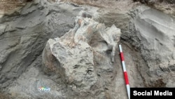 Жыргалаңда табылган мамонт сөөгү.