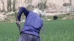 کشت کوکنار در غور کاهش یافته، دهقانان خواهان کمک اند
