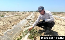 Фермер Нуркен Сейсенбек чегирткенин айынан түшүмүнүн жарымын жоготкон.