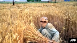 عکس از آرشیف جنبه تزئینی دارد.