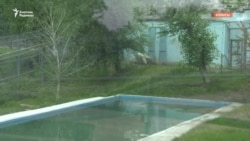 Прагадан Алматыға ауысқан Том аю өліп қалды