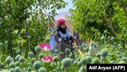 کشت کوکنار در ولایت بلخ - May 1, 2023