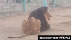 Aşgabadyň haýwanat bagyndaky ýolbars. 