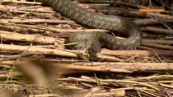 Остров со змеями: прорыв Каховской ГЭС отрезал от мира Афанасьевку в Николаевской области