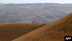 تصویر آرشیف: گندم زار های للمی در افغانستان 