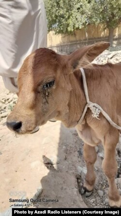 متخصصین می گویند که این بیماری از حیواناتی مانند موش ها و غیر به گاو ها سرایت می کند