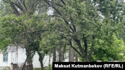 Кандуу окуя болгон үйдүн короосу. 