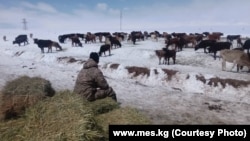 Причинами роста цен на мясо в Кыргызстане чиновники называют подорожание кормов и ветеринарных препаратов, а также экспорт живого скота и мяса в соседние страны