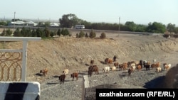 Şäheriň golaýynda otlaýan süri. Türkmenistan 