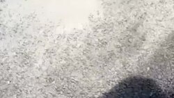 Қўқон, Оқ олтин МФЙ