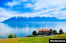 Виноградники Лаво навпроти Женевського озера. Швейцарія