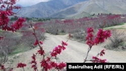 گل های ارغوان این تپه از شهرت فراوانی بر خوردار است٬ اما هنوز هم این تپه و سر سبزی های آن به توجه بیشتر نیاز دارد