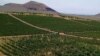 Armenia - A vineyard in Aragatsotn province, August 12, 2018.