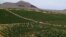 Armenia - A vineyard in Aragatsotn province, August 12, 2018.