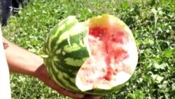 Хукҳои ваҳшӣ деҳқонони Фархорро ба дод овардаанд
