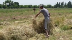 Яке пахта мехоҳад, дигарӣ не. Сабаб чист?