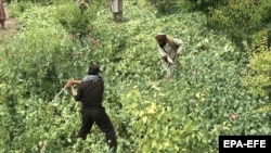 جریان تخریب کشتزار های کوکنار در بخشی از مناطق جنوب افغانستان 