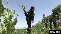 روند تخریب کشتزار های کوکنار 