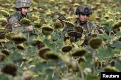 Украинские военные на поле близ Покровска, 13 августа 2024 года