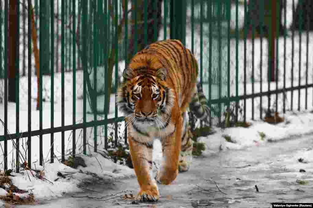Тигруля ходит по клетке. &laquo;Иногда [во время спасения] у меня дрожали руки&hellip; Я не заметила, как нас обстреляли. У меня на руках умирало животное&raquo;, &mdash; рассказывает Попова&nbsp;