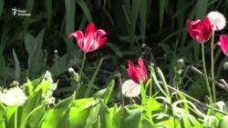 «Одна я іду і стрілянина»: історія 98-річної Лідії Степанівни, яка самотужки вийшла з Очеретиного (відео)
