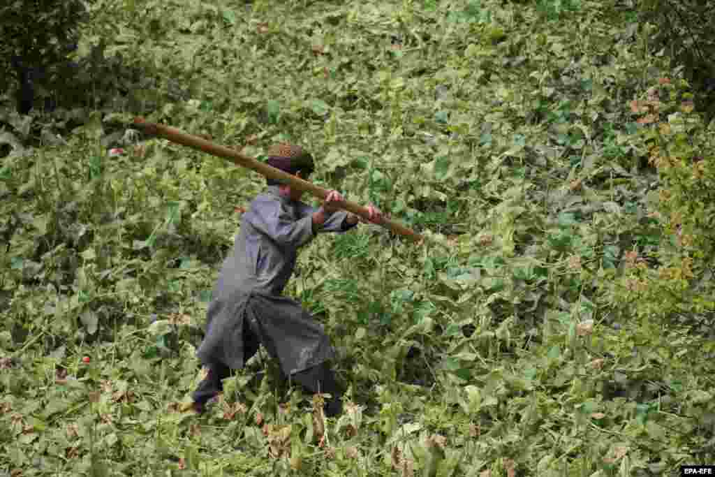 Баңгизатка каршы полициясына апийим талаасын жок кылууга жардам берген оогандык бала.&nbsp;&nbsp; 2022-жылы талибдердин жогорку лидери, молдо Хайбатулла Ахундзада апийим өстүрүүгө, колдонууга жана баңгизаттардын бардык түрүн сатууга, сатып алууга катуу тыюу салган. &quot;Жарлыкты бузгандардын алган түшүмү жок кылынып, өздөрү шарият мыйзамына ылайык жазаланат&quot;, - деп жазылган жарлыкта. Аны &quot;Талибандын&quot; Ички иштер министрлиги Кабулдагы маалымат жыйында жарыялаган.&nbsp; 