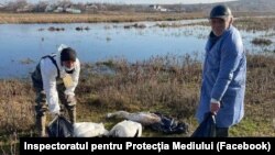 Environmental activists are insisting on further investigations of a hotel's waste entering Lake Qarakol following the death of more than 1,000 swans in the vicinity. (file photo)