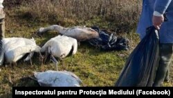 Қырылған аққулар. 