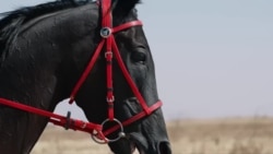 Кыргыз-казактын көзү түшкөн Каракыз