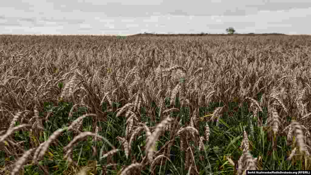Не прыбранае з палёў збожжа &nbsp;