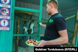 Зоопарктын кызматкери Анатолий маймылдар Абу менен Макска түшкү тамагын берип жатат.