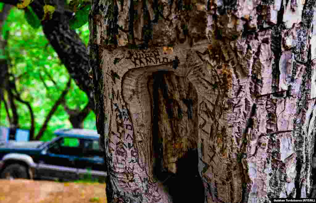 Жаңгак уюлунун баасы дүйнөлүк базарда кымбат тургандыктан Кыргызстандын жаңгак токойлорунан уюлдарды (каптарды) көмүскө сатуу Эгемендиктин алгачкы жылдары күч алган. Мунун натыйжасында токойдун аянты кыйла кыскарганы айтылып келет.&nbsp; Токойго адамдардан башка да токой зыянкечтери, малак курту, коңуздар, шире мителери өтө чоң зыяндарды алып келет. Сүрөттө: Жаңгак дарагынын бооруна кол менен жазылган жазуулар.&nbsp;