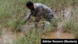 Иллюстративное фото  