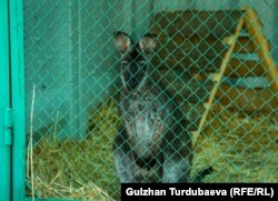 Кенгурунун карлик түрү.