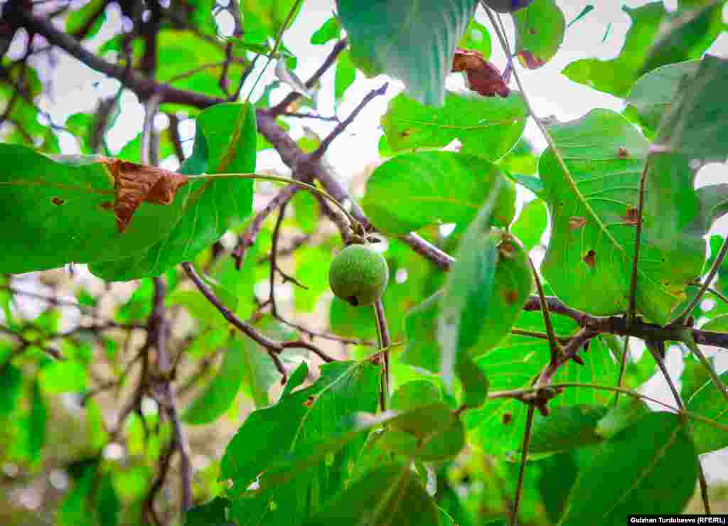 Арстанбап жаңгак токою качан пайда болгону тууралуу так маалымат жок. Бирок окумуштуулар ал бул жерде 50 миллион жыл мурун пайда болгон деп болжолдошот.&nbsp;