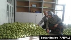 Быйылкы түшүмдүн бир бөлүгү.