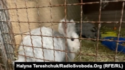 Покинутий кролик