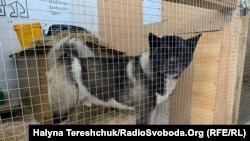 Цього собаку знайшли на вулиці