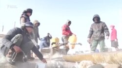 Бир түтүккө күнү түшкөн Жалгыз-Терек