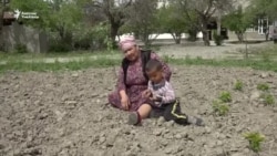 Сузакта фундук өстүргөн багбан байбиче