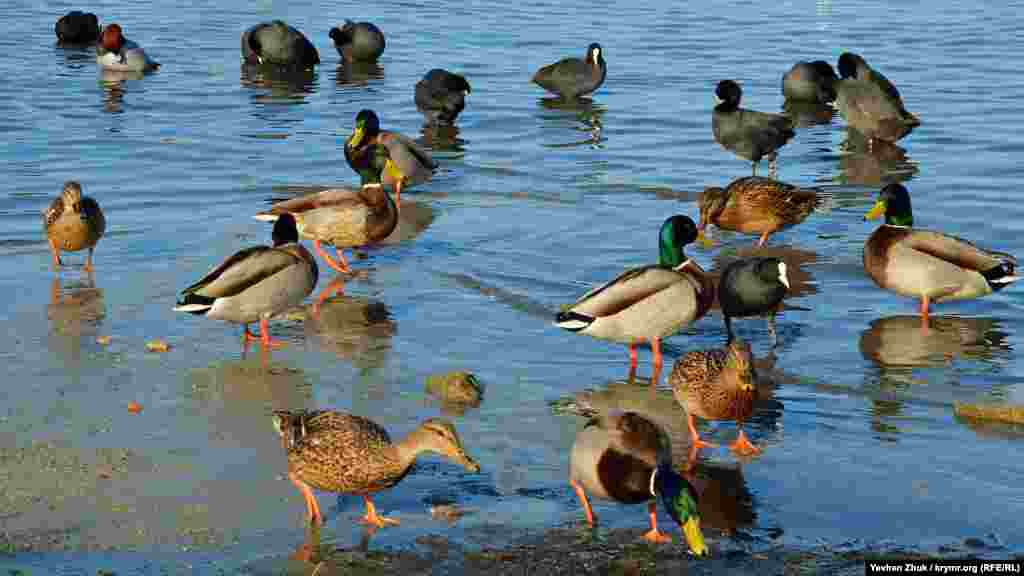 Разом із ними прилетіли й інші птахи &ndash; наприклад, качки