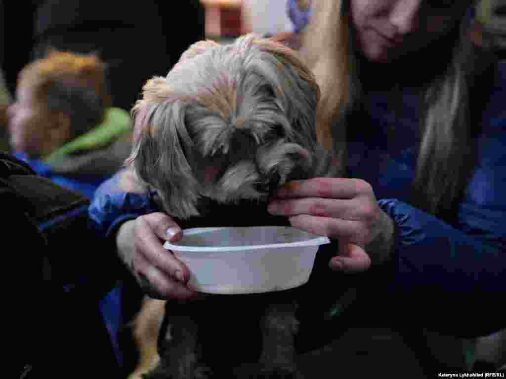 Вокзалдан үй жаныбарлары үчүн да тамак-аштар берилүүдө.