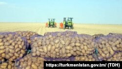 Туркменистан. Фермеры Дашогузского велаята приступили к посадке картофеля. Фото взято с официального сайта. Март, 2022