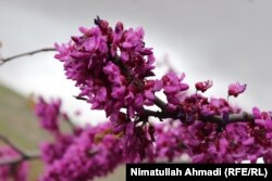 گل ارغوان در بدخشان