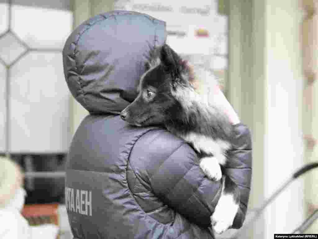 Үй жаныбарлары жолдо жүрүүнү көп жактыра бербейт. Мындан улам алардын көпчүлүгүнүн көзү алайып, коркуп баратканы байкалат.